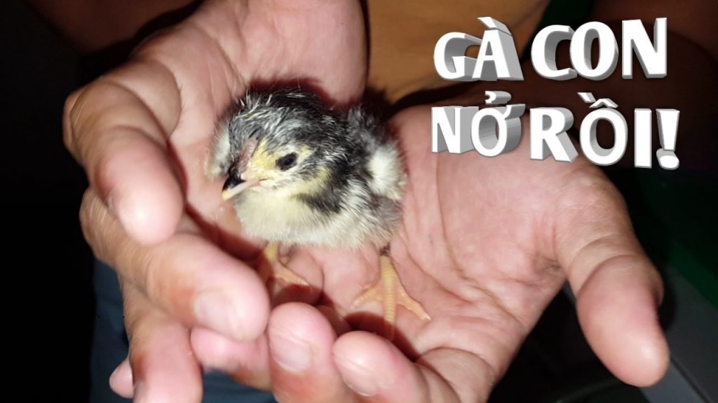 Mơ thấy gà con mới nở